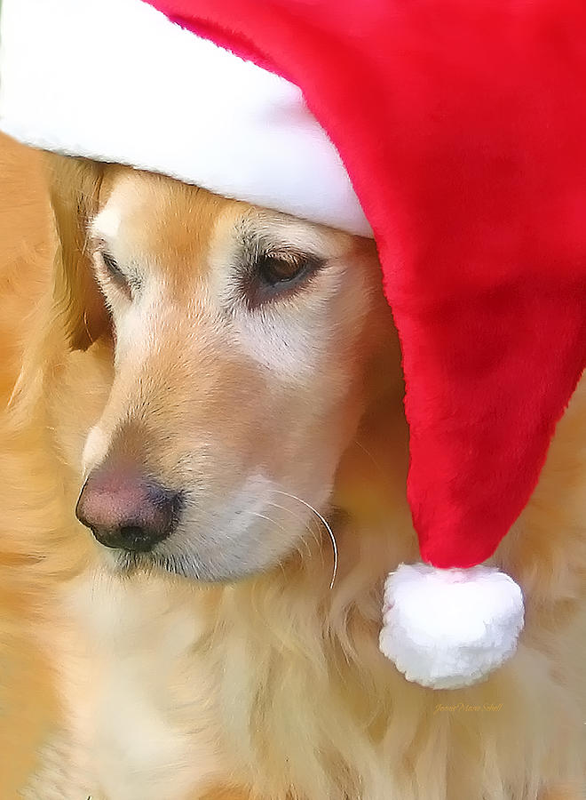 golden retriever with santa hat