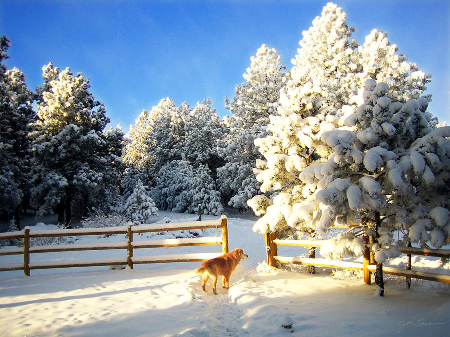 Winter Photograph - Golden Retriever Dog in Snow by Julie Magers Soulen