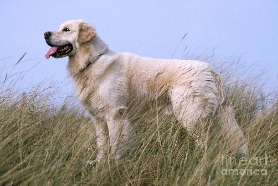 Golden Retriever Dog Photograph by John Daniels