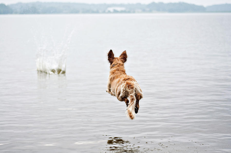 dog jumping into water