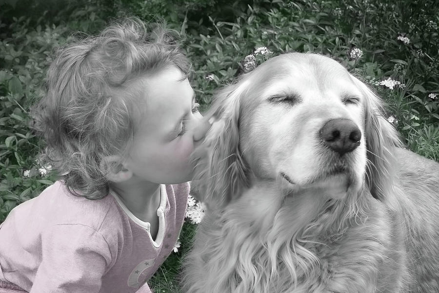 Golden Retriever Dog Kiss from a Little Girl Photograph by Jennie Marie Schell