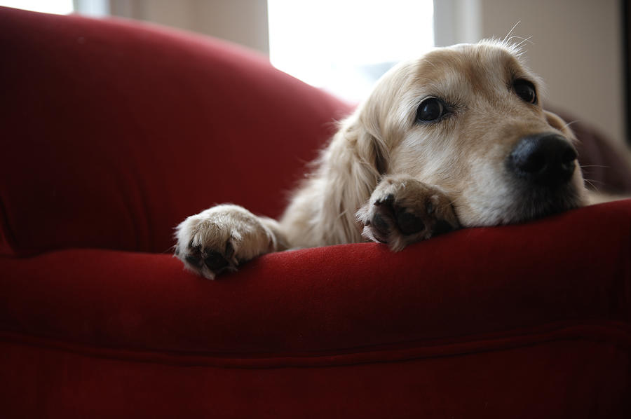 Golden retriever dog lying on sofa, close-up Photograph by Janie Airey