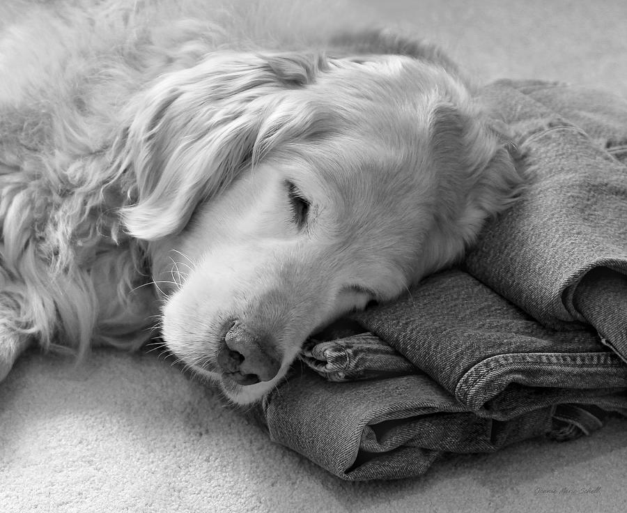Golden Retriever Dog on Forever on Blue Jeans Black and White Photograph by Jennie Marie Schell