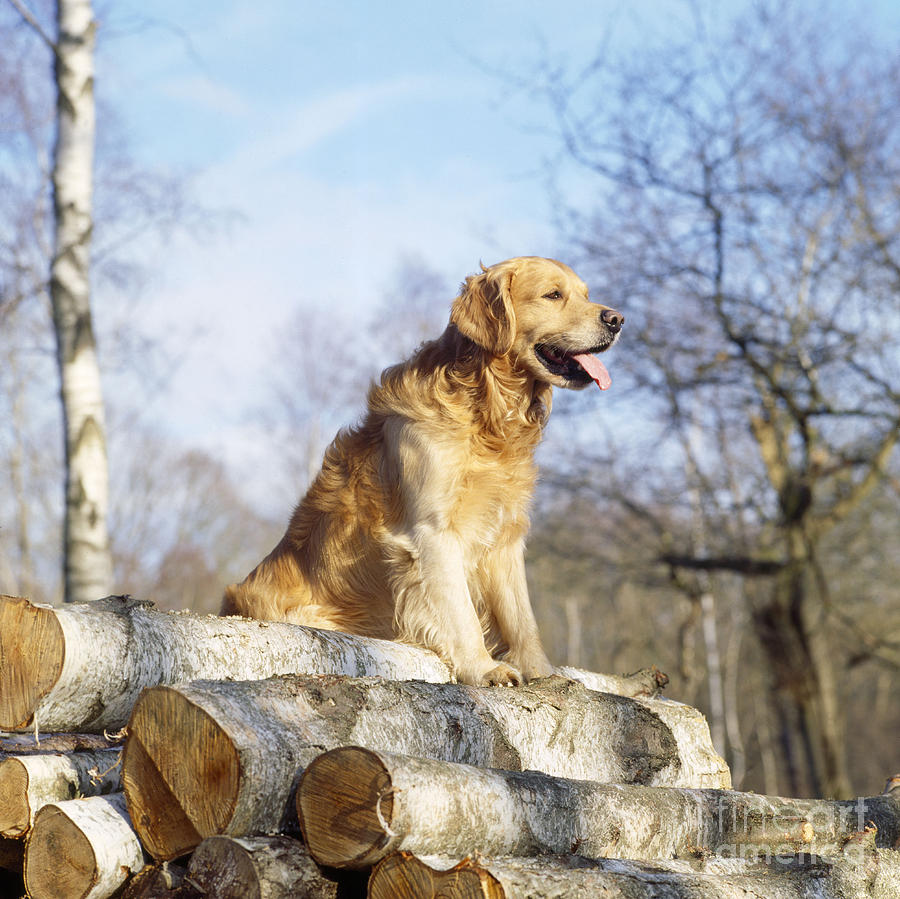 Mammal Photograph - Golden Retriever Dog On Logs by John Daniels