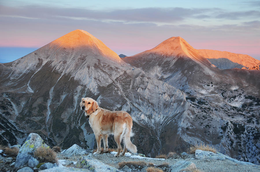 Golden Retriever Dog On Mountain Summit Photograph by Maya Karkalicheva