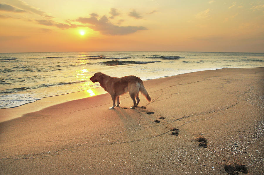Golden Retriever Dog On Seashore At Photograph by Maya Karkalicheva