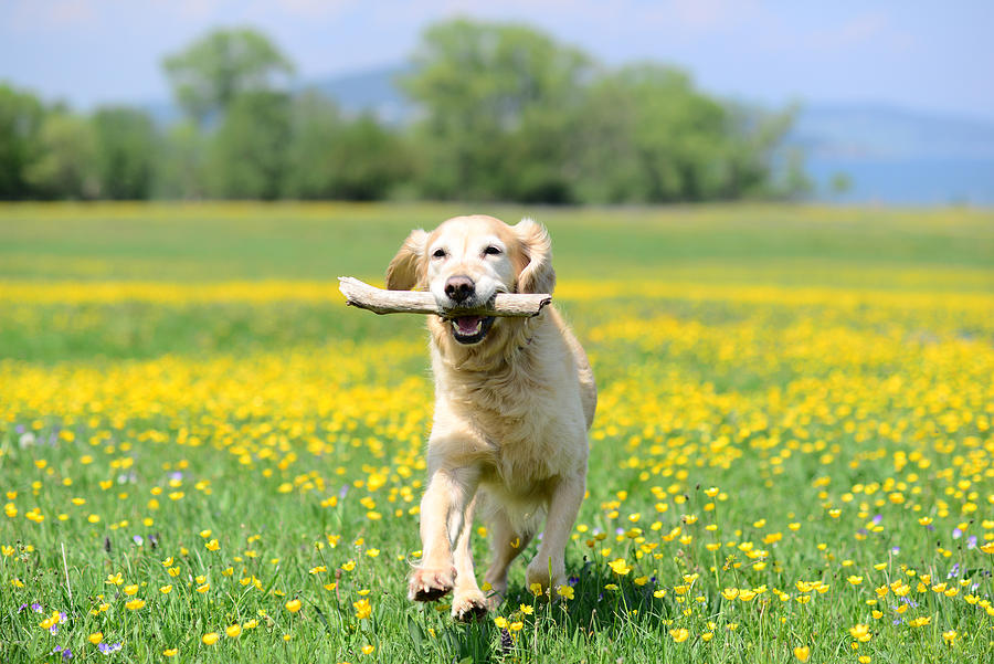 Golden retriever dog playing with stick on a flower meadow outdoors Photograph by Maya Karkalicheva