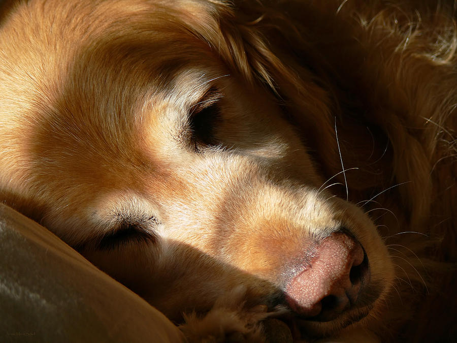 Golden Retriever Photograph - Golden Retriever Dog Quiet Time by Jennie Marie Schell