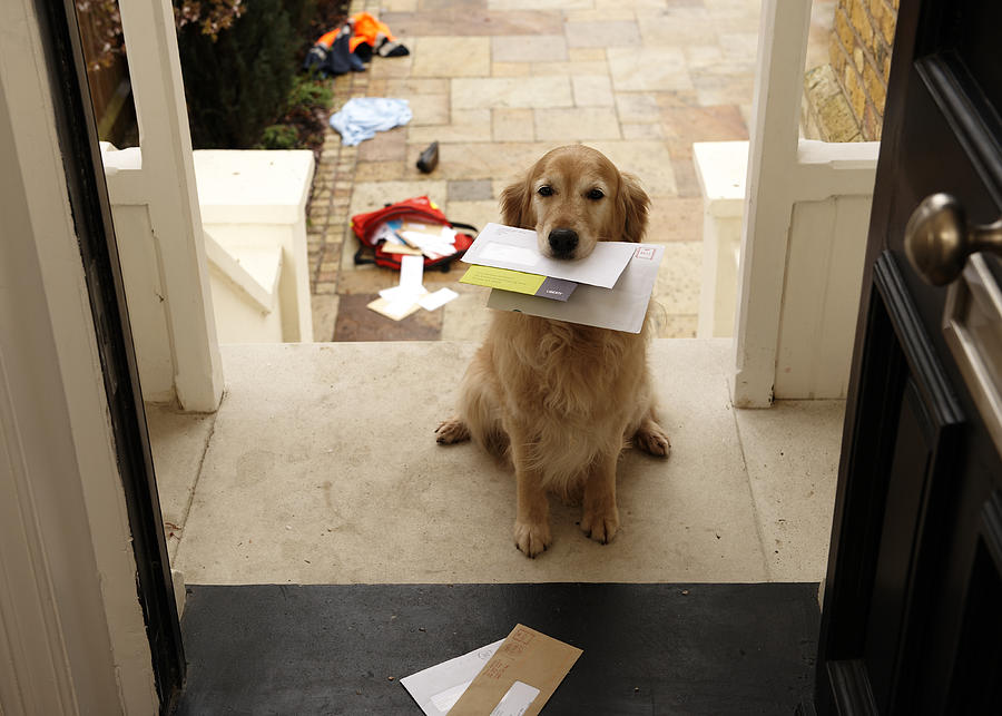 Golden retriever dog sitting at front door with letters in mouth Photograph by Janie Airey