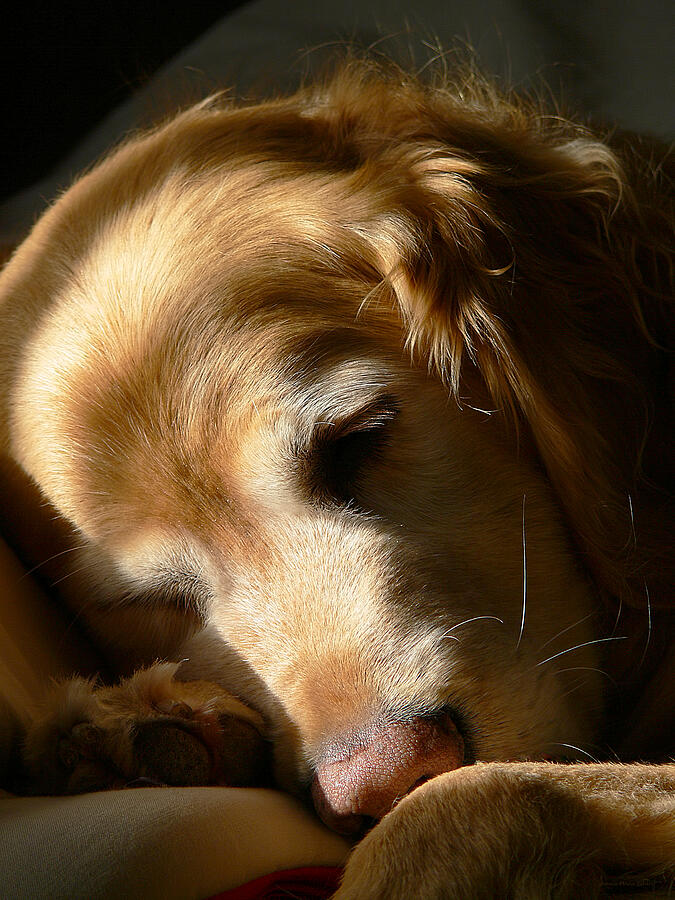 Golden Retriever Photograph - Golden Retriever Dog Sleeping in the Morning Light  by Jennie Marie Schell