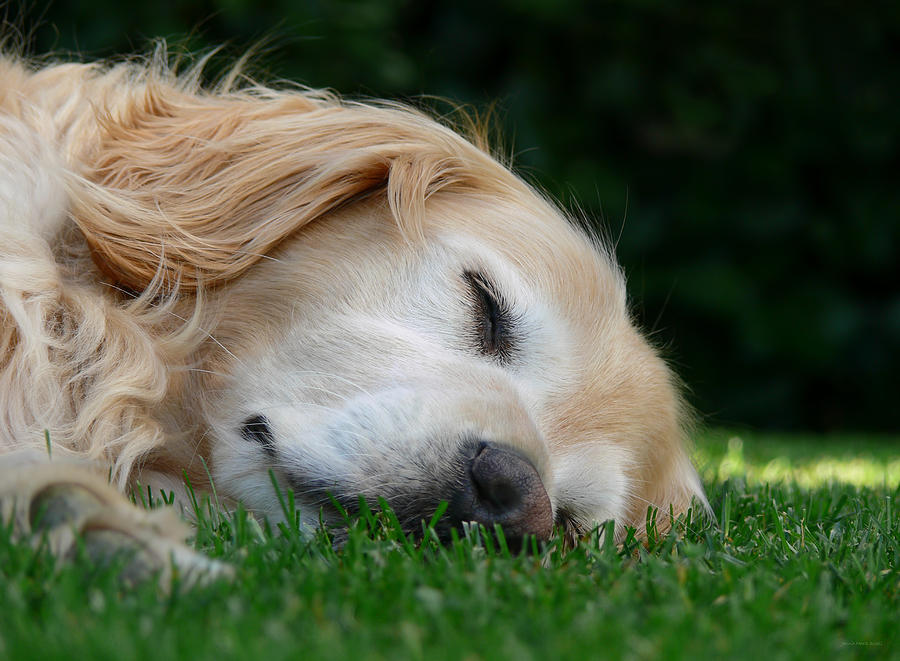 Summer Photograph - Golden Retriever Dog Sweet Dreams by Jennie Marie Schell