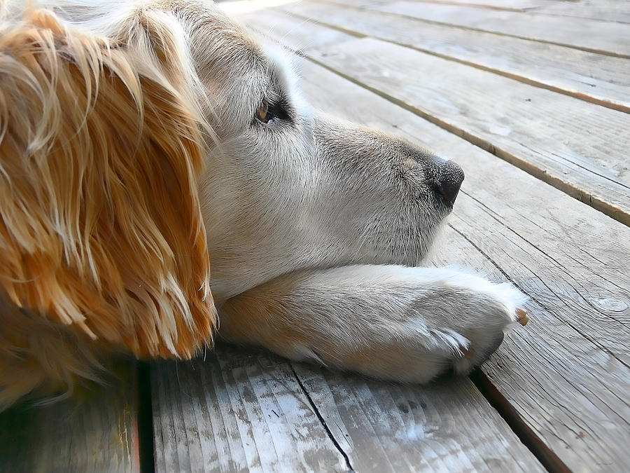 Golden Retriever Photograph - Golden Retriever Dog Waiting by Jennie Marie Schell