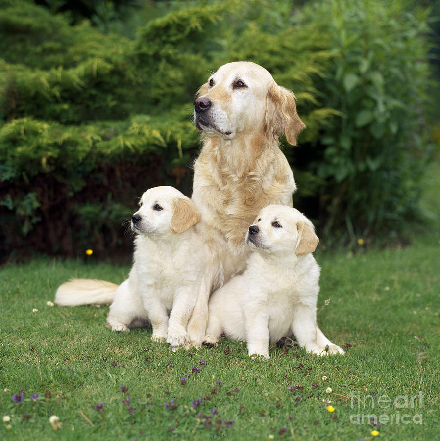 Golden Retriever Dog With Two Puppies Photograph by John Daniels