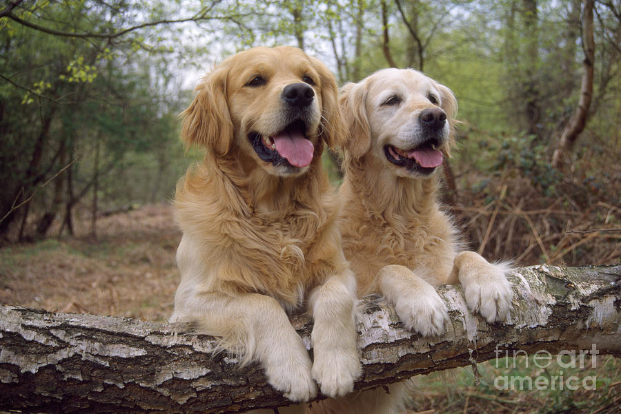 Dog Photograph - Golden Retriever Dogs by John Daniels