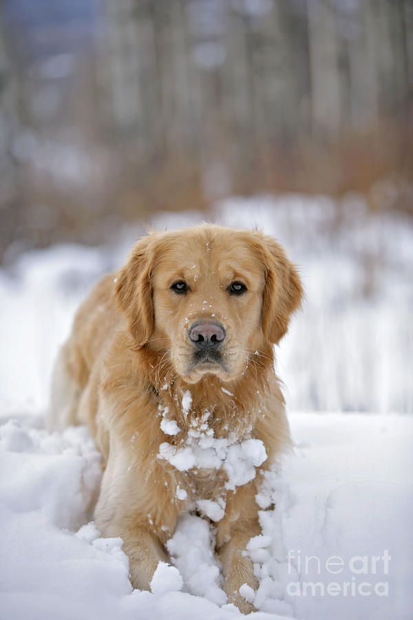 Golden Retriever In Snow Photograph by Rolf Kopfle