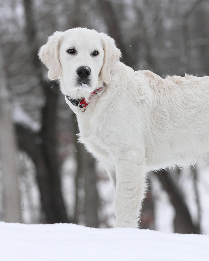 Golden Retriever in the snow Photograph by Coby Cooper
