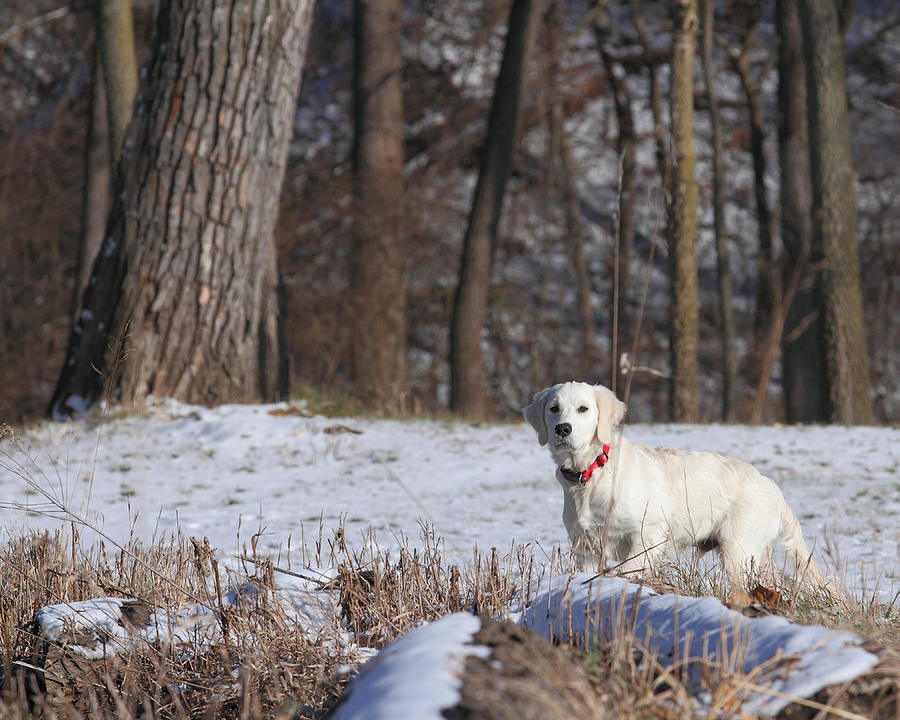 Golden Retriever in Winter Photograph by Coby Cooper
