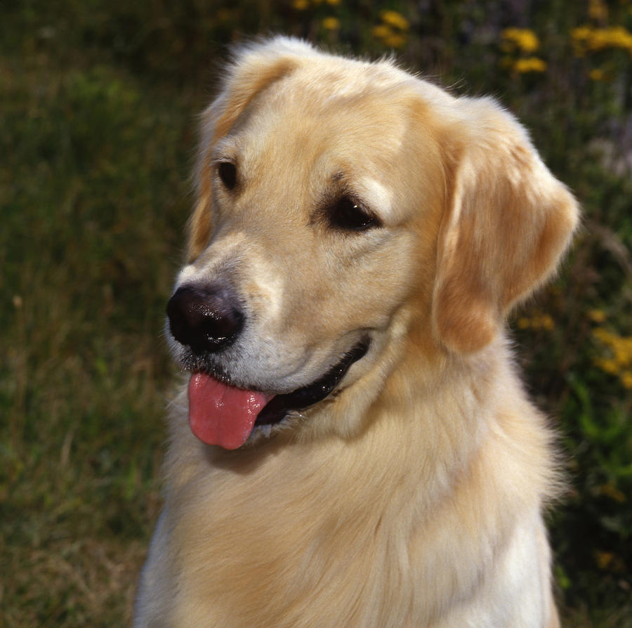 Golden Retriever Photograph by Jeanne White - Fine Art America