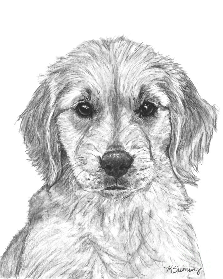 Golden Retriever Jessie Puppy Drawing By Kate Sumners