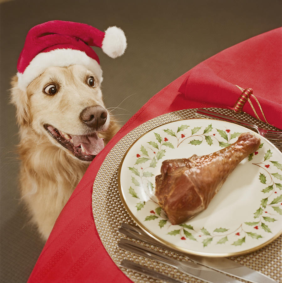 Golden retriever looking at chicken leg on dining table, close-up, high angle view Photograph by GK Hart/Vikki Hart