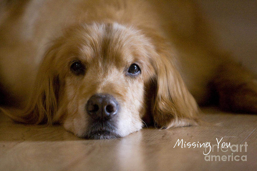 Golden Retriever Missing You Photograph by James BO Insogna