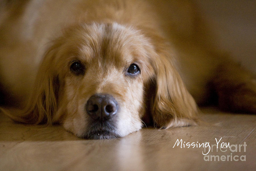 Golden Retriever Missing You Photograph