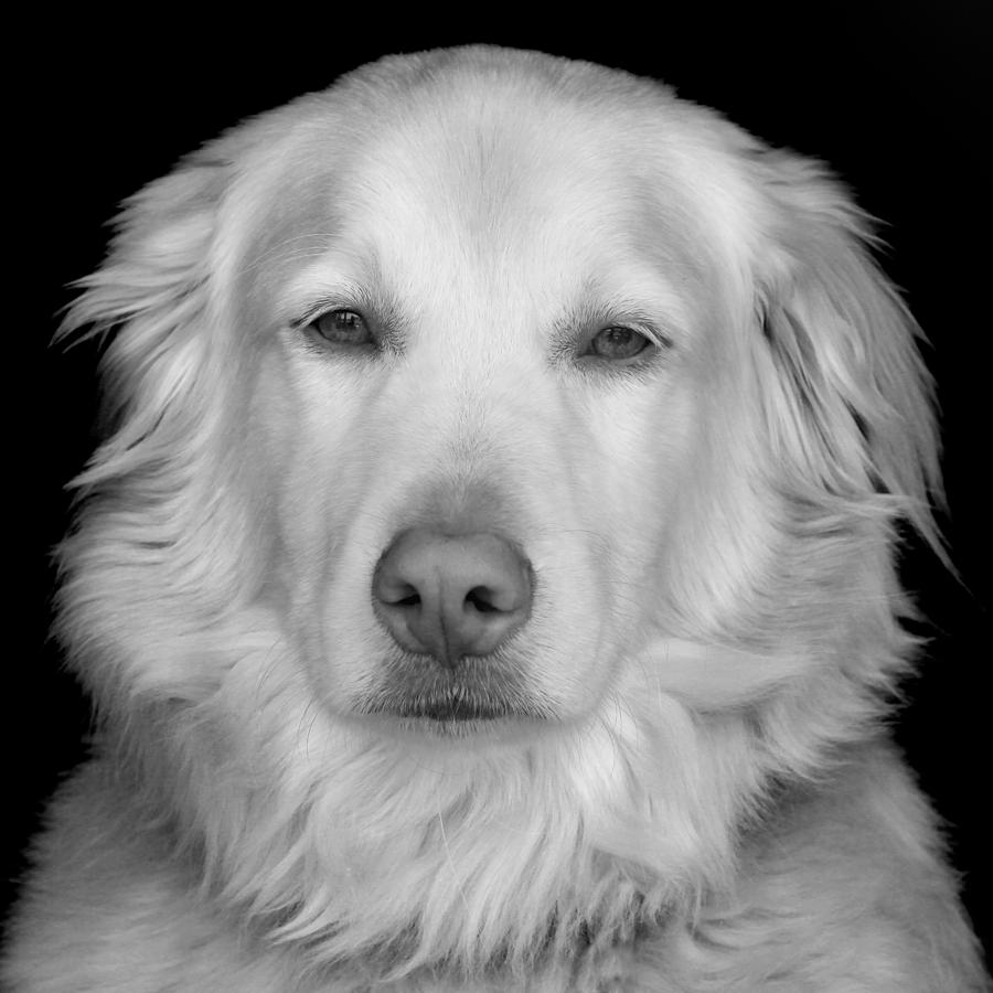 Golden Retriever Portrait Photograph by Tony Ramos - Fine Art America