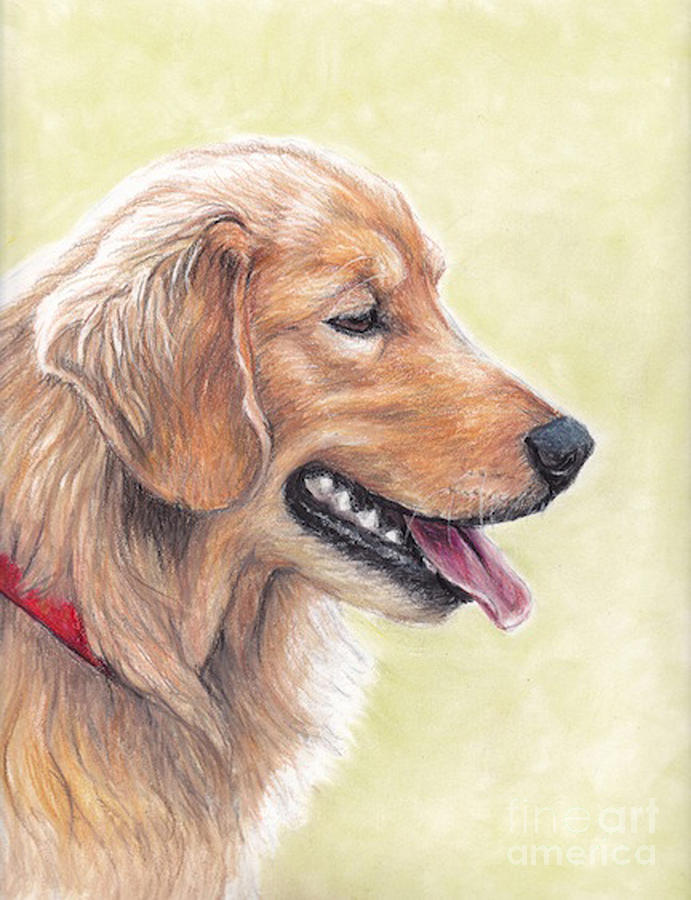 Golden Retriever Profile Drawing by Charlotte Yealey