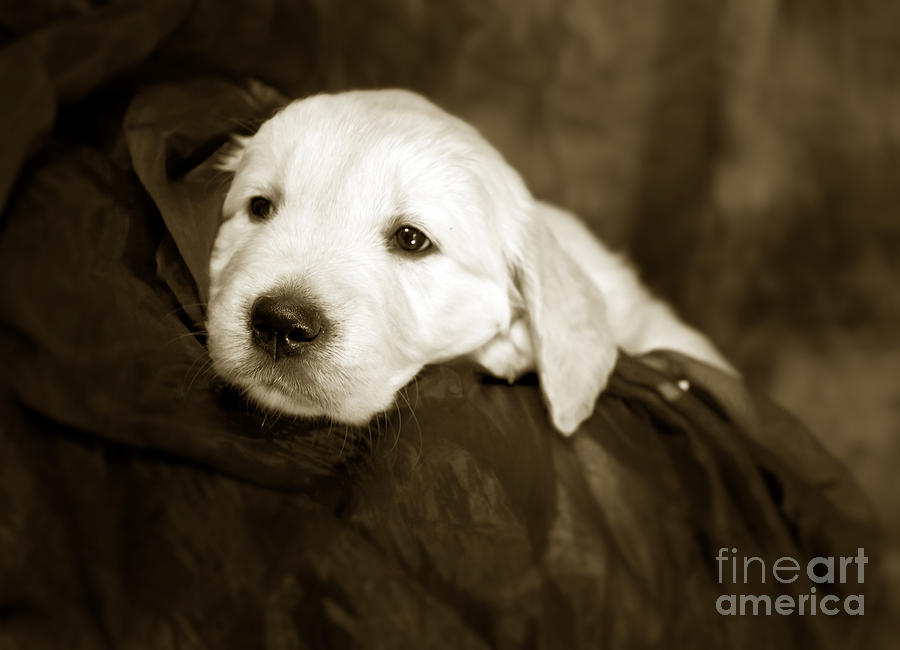 Golden retriever pup Photograph by Ang El
