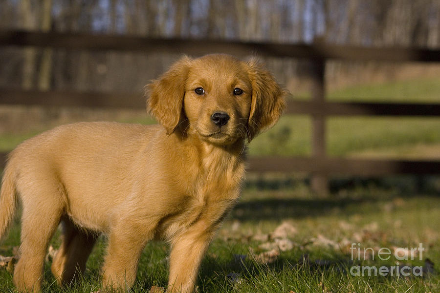 Golden Retriever Pup Photograph by Linda Freshwaters Arndt