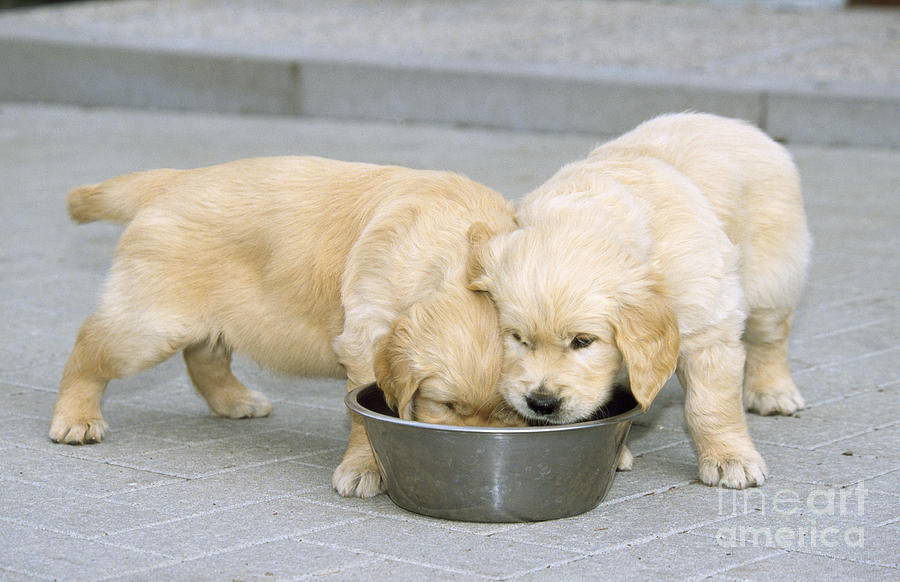 Golden Retriever Puppies Feeding Photograph by Johan De Meester