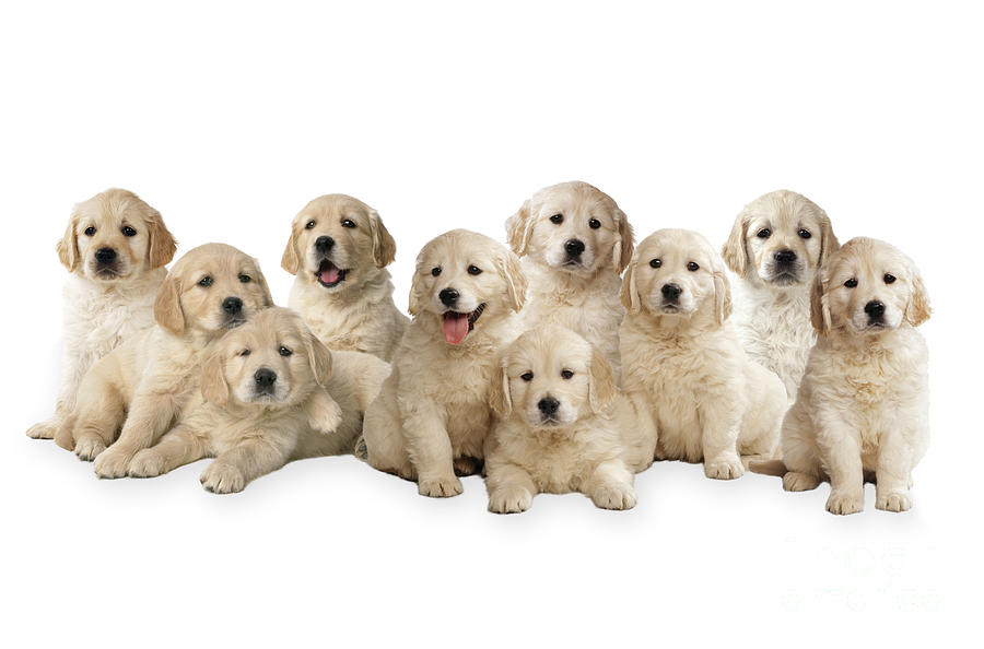 Golden Retriever Puppies, In A Line Photograph by John Daniels