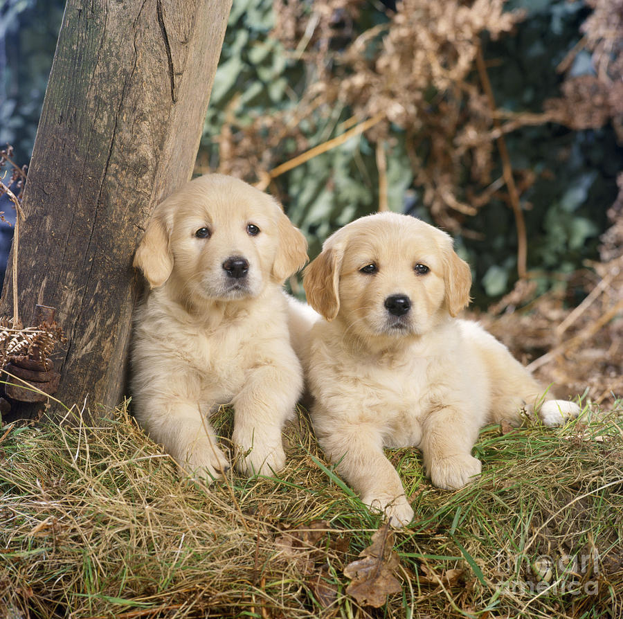 Golden Retriever Puppies In The Woods Photograph by John Daniels