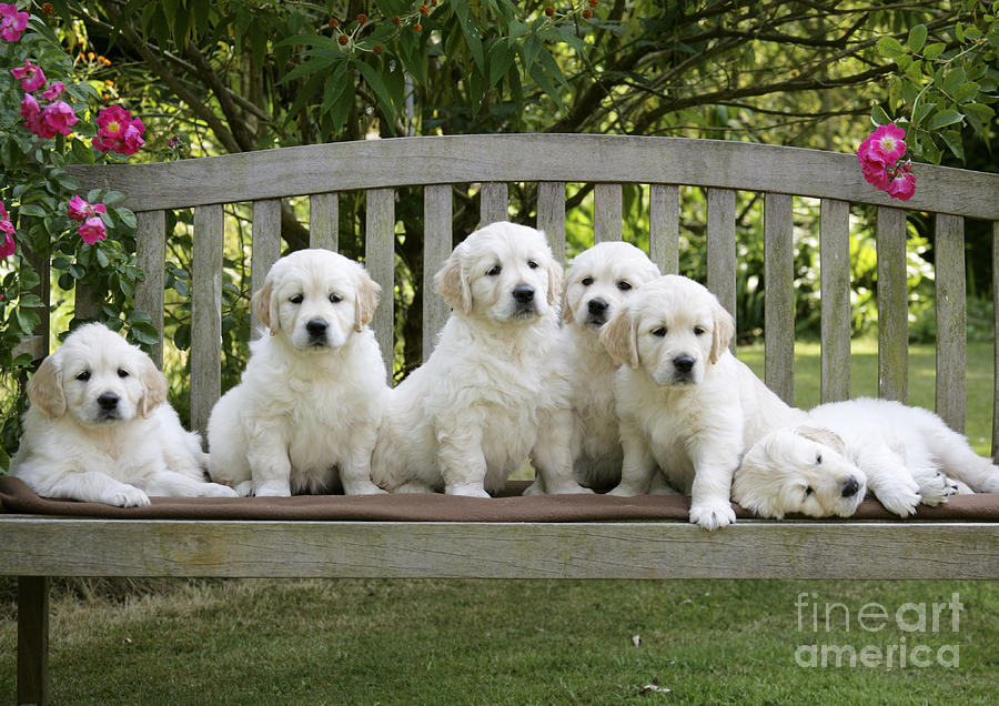 Golden Retriever Puppies Photograph by John Daniels