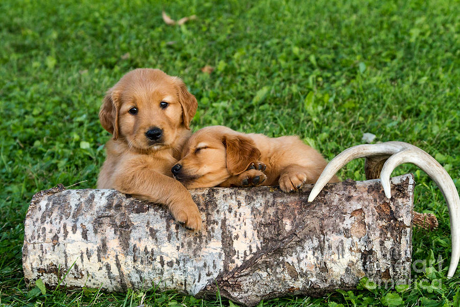 Nature Photograph - Golden Retriever Puppies by Linda Freshwaters Arndt