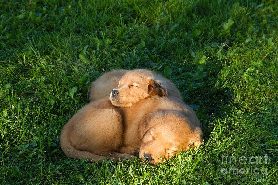 Golden Retriever Puppies Sleeping Photograph by Linda Freshwaters Arndt