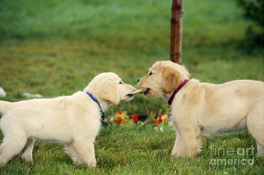 Animal Photograph - Golden Retriever Puppies Tugging On Bone by Alan Carey