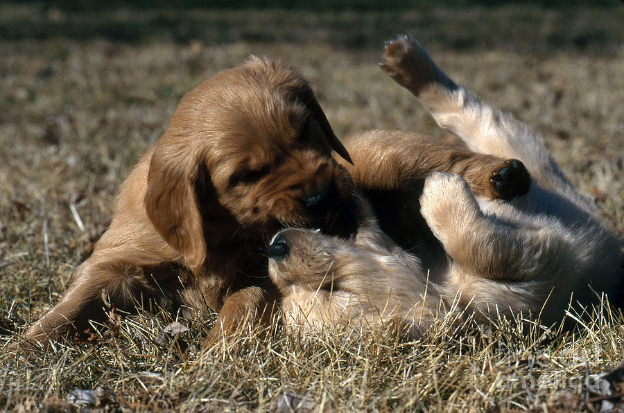 Dog Photograph - Golden Retriever Puppies by William H. Mullins