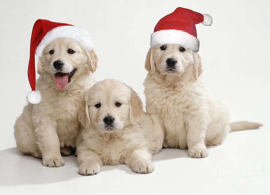 Golden Retriever Puppies With Christmas Photograph by John Daniels