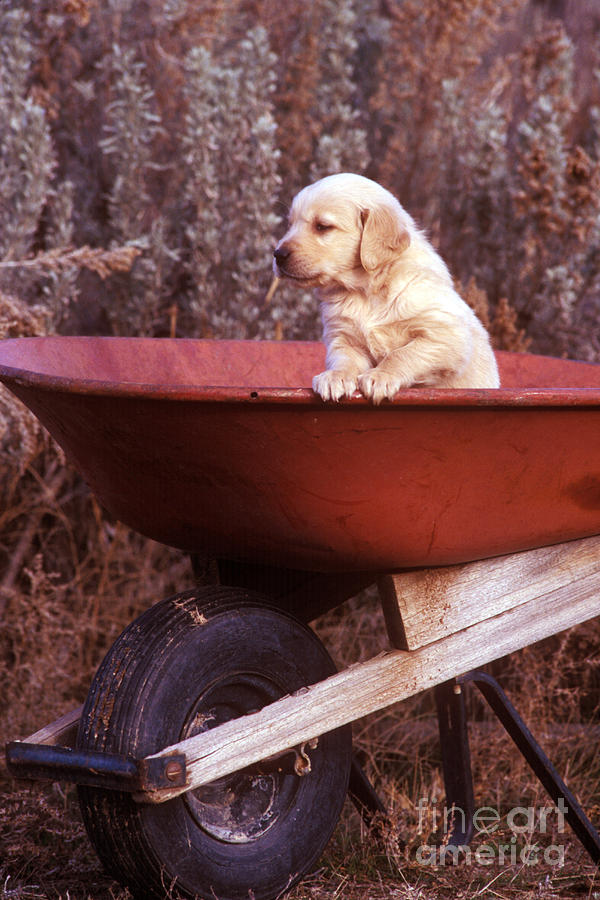 Golden Retriever Puppy About 6 Weeks Old Photograph by William H. Mullins