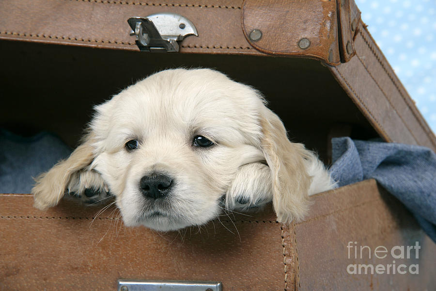 Dog Photograph - Golden Retriever Puppy Dog by John Daniels