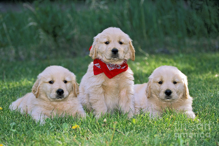Golden Retriever Puppy Dogs Photograph by Rolf Kopfle