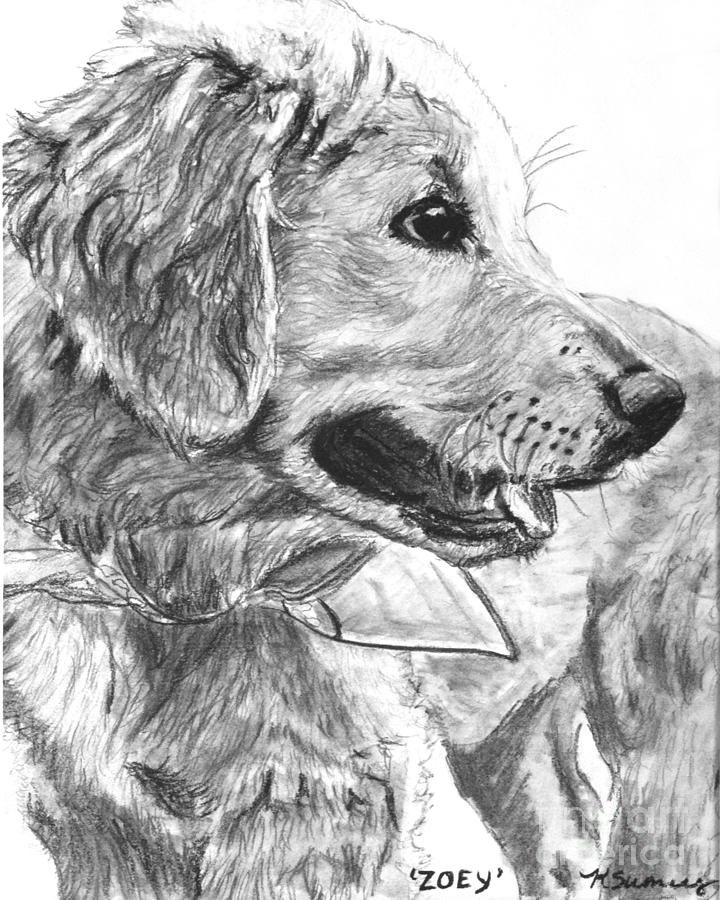 Golden Retriever Puppy in Profile Drawing by Kate Sumners