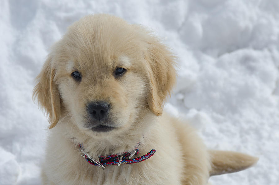 Golden Retriever Puppy In Snow Photograph by Shelley Dennis