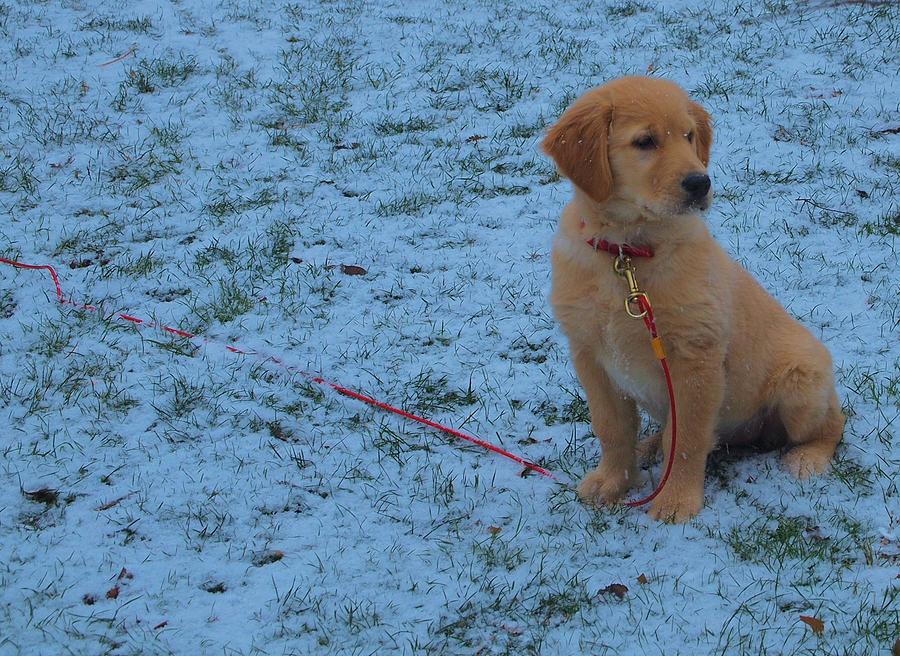 Golden Retriever Puppy In The Snow Photograph By Dan Sproul