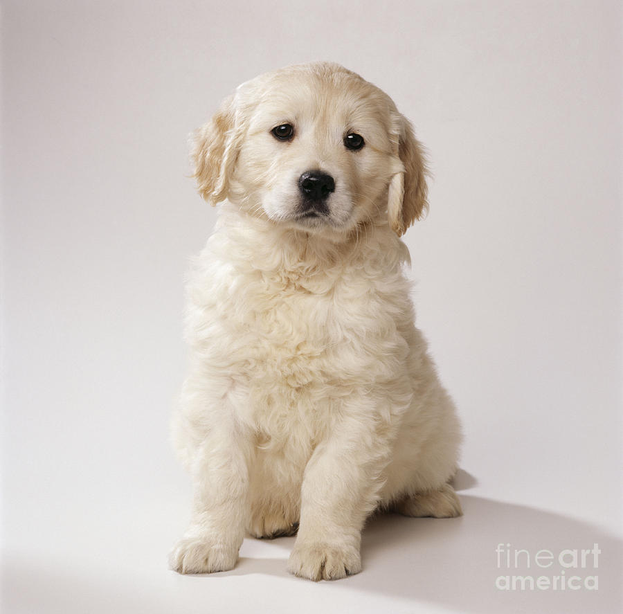 Golden Retriever Puppy Photograph by John Daniels