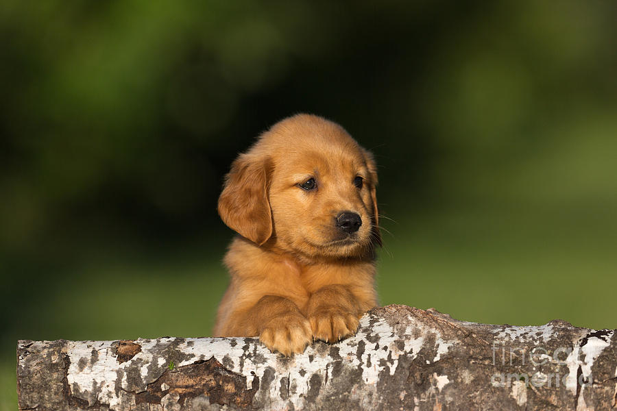 Golden Retriever Puppy Photograph by Linda Freshwaters Arndt