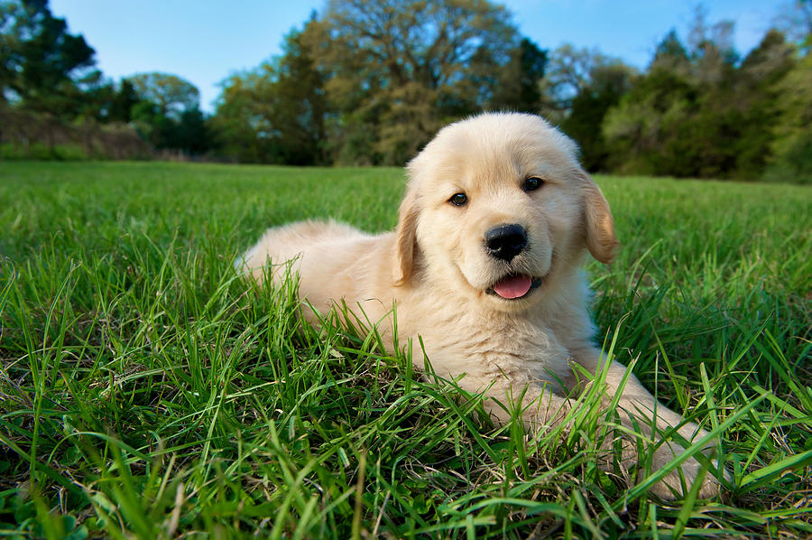 Golden retriever puppy lying down on grass Photograph by Zoom Pet Photography