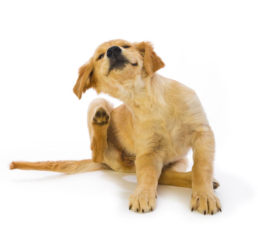 Golden Retriever Puppy Scratching fleas on white background Photograph by Cmannphoto