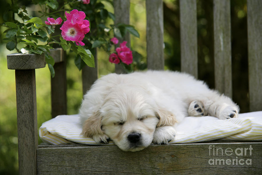 Mammal Photograph - Golden Retriever Puppy Sleeping by John Daniels
